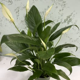 Peace Lilly