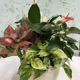 Dish garden with peace lily