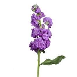 Single purple flower stem with clustered blossoms