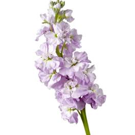 Single stem of pale lavender stock flowers on a white background