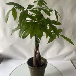 Potted money tree plant with braided trunk and broad green leaves