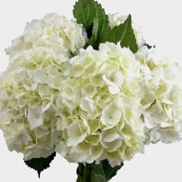 Cluster of large white hydrangea blooms with a few dark green leaves