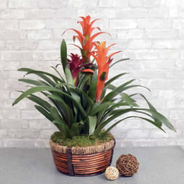 Tropical orange-flowering plant with long leaves in a low woven basket planter