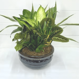 Dish Garden - Medium
