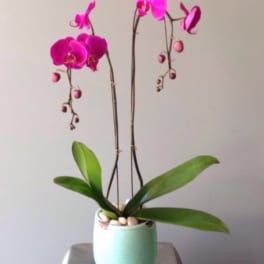 Pink orchid plant in a light blue pot on a table