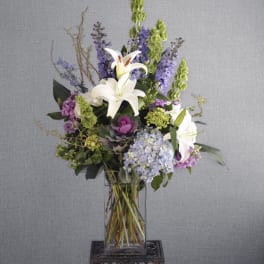 Delphinium Day Dream