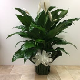 Potted peace lily with white blooms and a white ribbon bow