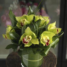 Green Orchid Obsession