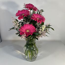 Gerbera Delight