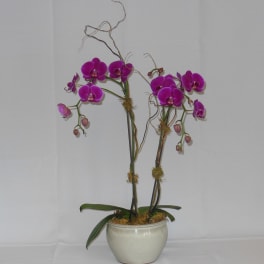 Two purple orchids in a white ceramic pot