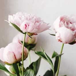 Peony Bunches