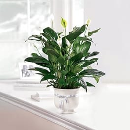 Potted peace lily plant in a white container with a ribbon