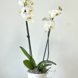 White orchid plant in a white pot with two tall stems