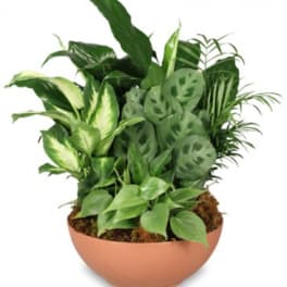 Assorted green houseplants arranged in a low round terracotta bowl planter