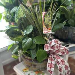 Potted mixed green houseplants in a ceramic bowl with a decorative ribbon.