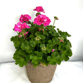 Potted plant with bright pink flowers in a brown fiber pot
