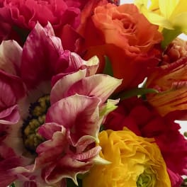 Designers Choice (Bright Colors)