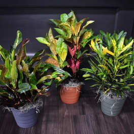 Three potted croton plants with multicolored leaves