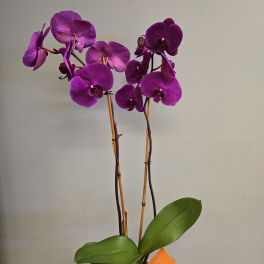 Double Stems Orchid Plant