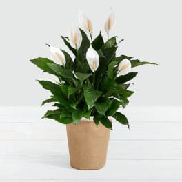 Classic Peace Lily