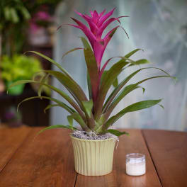 Potted bromeliad with a bright pink bloom on a table