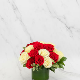 Red and White Roses