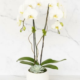 White orchid arrangement in a white pot with a succulent accent