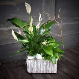 White calla lilies in a rustic whitewashed container with glossy green foliage