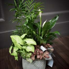 Potted plant arrangement with white calla lilies and mixed foliage in a woven basket