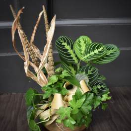 Potted arrangement of assorted green houseplants with tall dried seed stalks