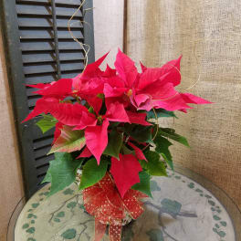 Potted red poinsettia with a decorative ribbon