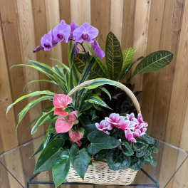Basket of potted orchids and leafy houseplants