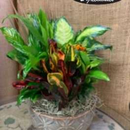 Dish Garden