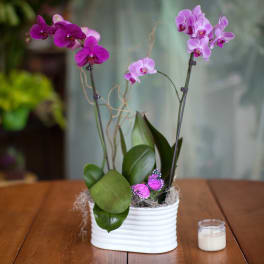 Pink orchids in a white ceramic pot with a small candle beside it