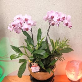 Pink orchid plant in a ceramic pot with a small figurine