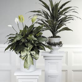 Two potted green plants with white blooms on white pedestals