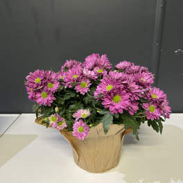 Potted arrangement of pink chrysanthemums in brown paper wrap