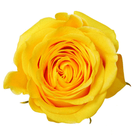 Close-up of a single yellow rose bloom isolated on a white background.