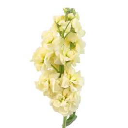 Tall stem of pale yellow flowers on a white background