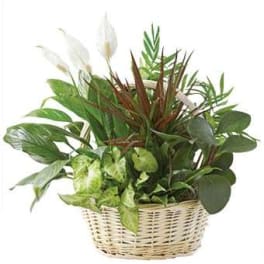 Green Dishgarden