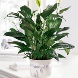 Comfort Planter