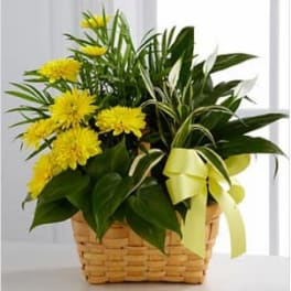 Loving Light™ Dishgarden