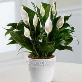 Calming Grace Peace Lily Plant