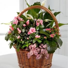 Pink Inspirations Dish Garden