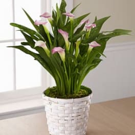 The Calla Lily Planter