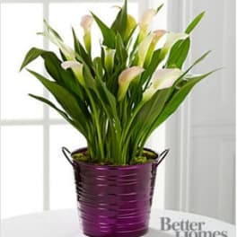 The Sugarplum Chic Holiday Calla Lily Plant by Better Homes and Gardens®