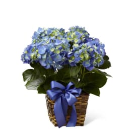 The FTD Blue Hydrangea Planter