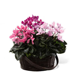 The FTD Mixed Cyclamen Planter