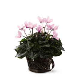 The FTD Pink Cyclamen