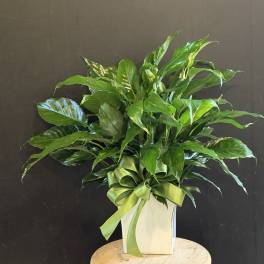 Lush green potted plant in a white container with a green ribbon bow